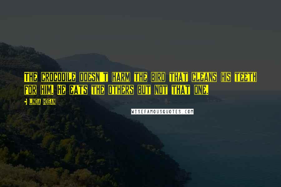 Linda Hogan Quotes: The crocodile doesn't harm the bird that cleans his teeth for him. He eats the others but not that one.