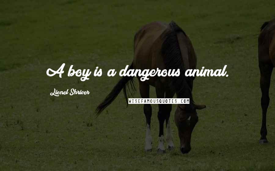 Lionel Shriver Quotes: A boy is a dangerous animal.