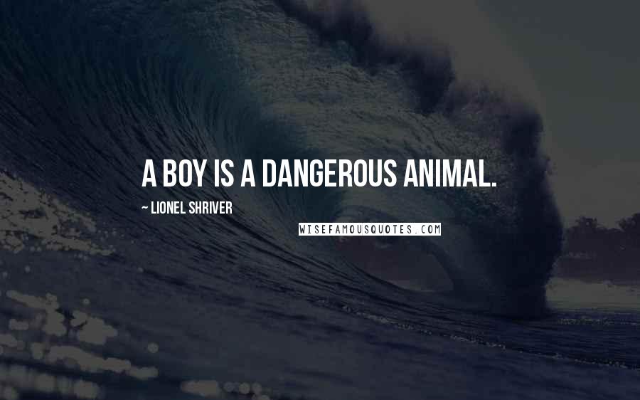 Lionel Shriver Quotes: A boy is a dangerous animal.