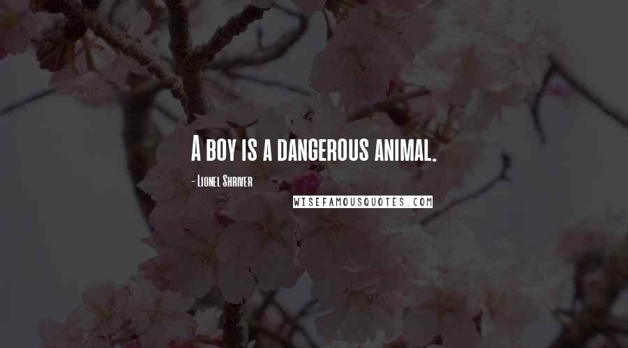 Lionel Shriver Quotes: A boy is a dangerous animal.