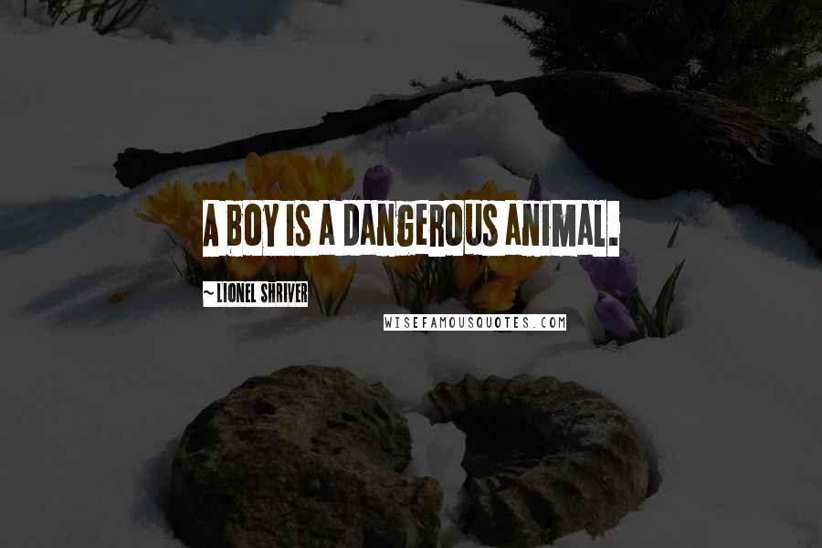 Lionel Shriver Quotes: A boy is a dangerous animal.