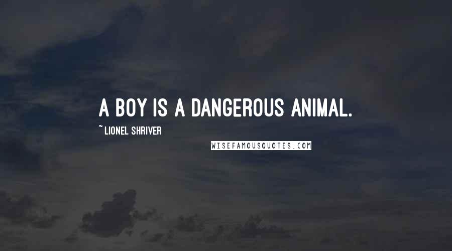 Lionel Shriver Quotes: A boy is a dangerous animal.