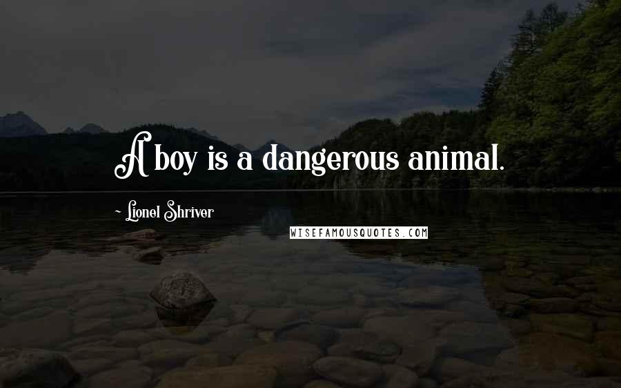 Lionel Shriver Quotes: A boy is a dangerous animal.