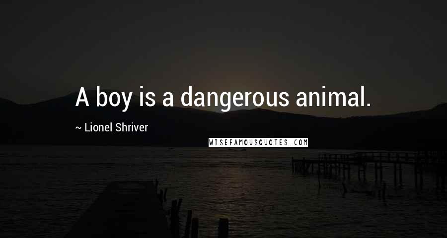 Lionel Shriver Quotes: A boy is a dangerous animal.