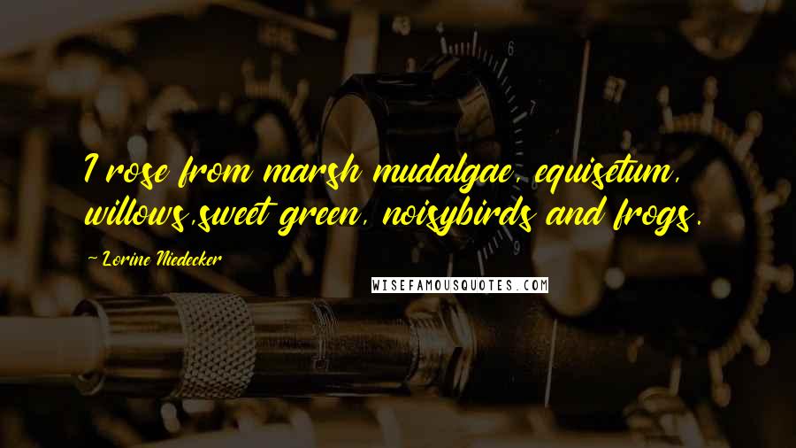 Lorine Niedecker Quotes: I rose from marsh mudalgae, equisetum, willows,sweet green, noisybirds and frogs.