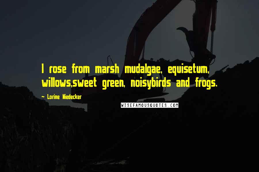 Lorine Niedecker Quotes: I rose from marsh mudalgae, equisetum, willows,sweet green, noisybirds and frogs.