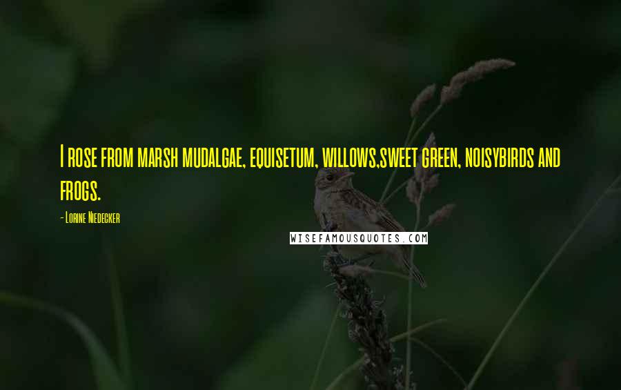 Lorine Niedecker Quotes: I rose from marsh mudalgae, equisetum, willows,sweet green, noisybirds and frogs.