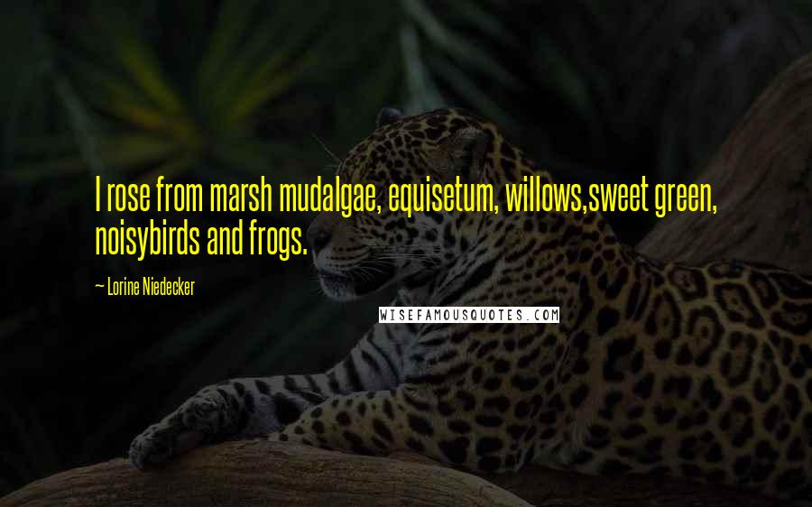 Lorine Niedecker Quotes: I rose from marsh mudalgae, equisetum, willows,sweet green, noisybirds and frogs.