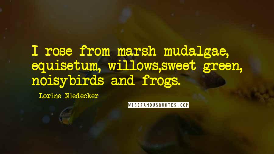 Lorine Niedecker Quotes: I rose from marsh mudalgae, equisetum, willows,sweet green, noisybirds and frogs.