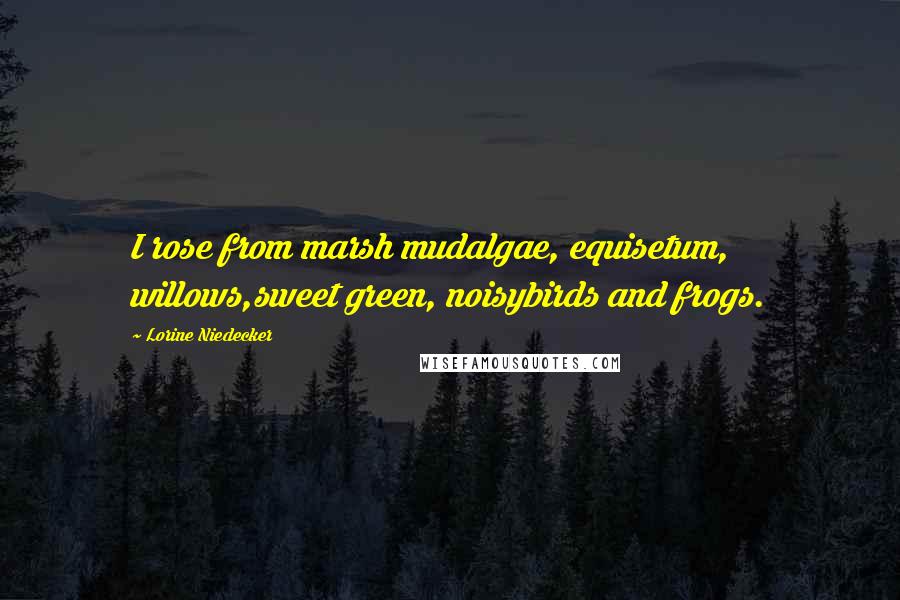 Lorine Niedecker Quotes: I rose from marsh mudalgae, equisetum, willows,sweet green, noisybirds and frogs.