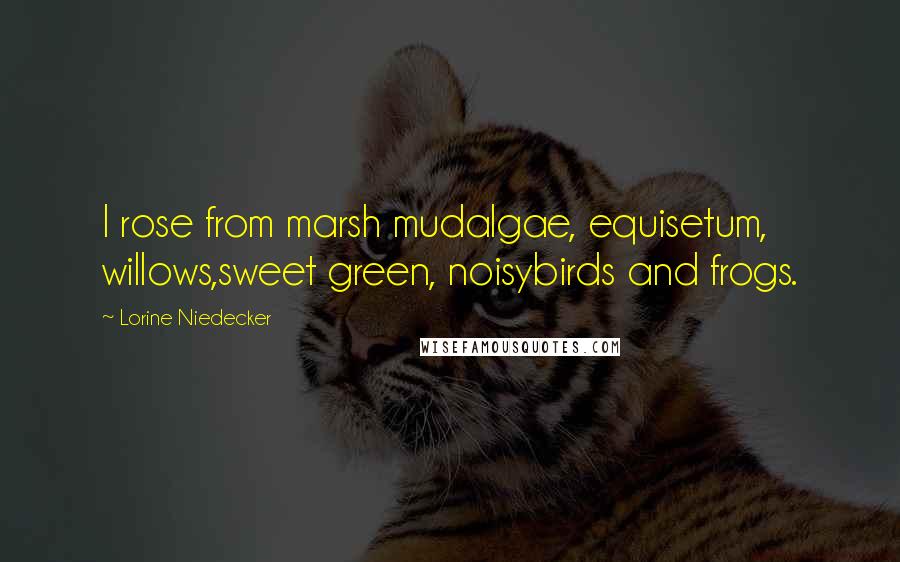 Lorine Niedecker Quotes: I rose from marsh mudalgae, equisetum, willows,sweet green, noisybirds and frogs.