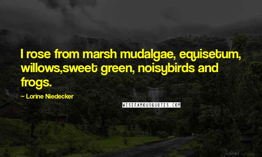 Lorine Niedecker Quotes: I rose from marsh mudalgae, equisetum, willows,sweet green, noisybirds and frogs.