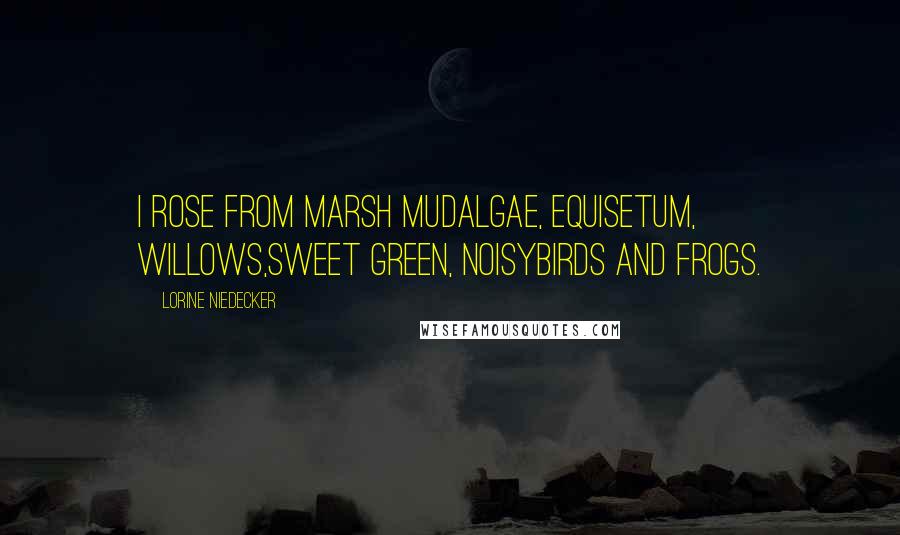 Lorine Niedecker Quotes: I rose from marsh mudalgae, equisetum, willows,sweet green, noisybirds and frogs.