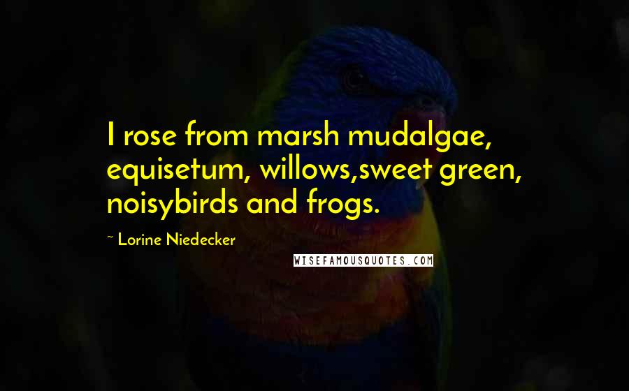 Lorine Niedecker Quotes: I rose from marsh mudalgae, equisetum, willows,sweet green, noisybirds and frogs.