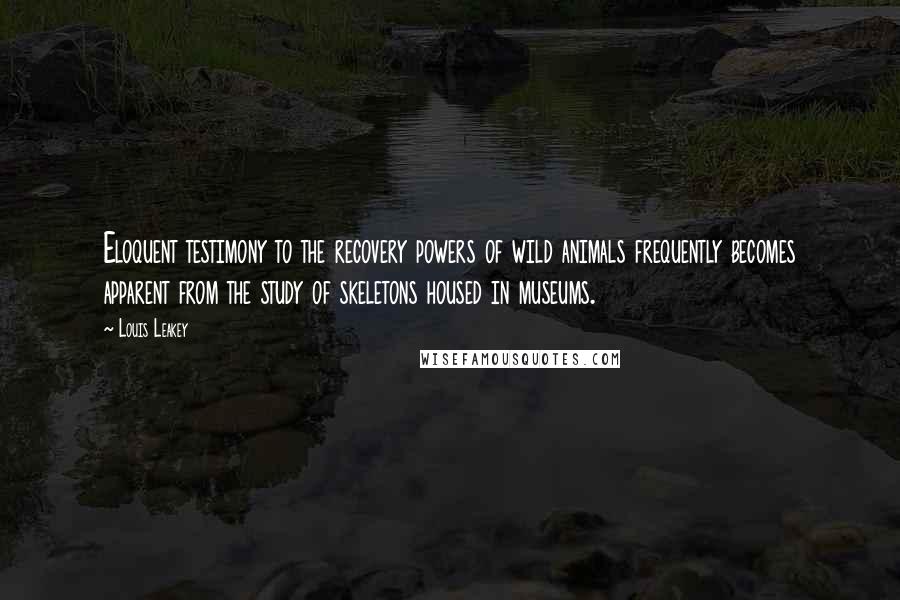 Louis Leakey Quotes: Eloquent testimony to the recovery powers of wild animals frequently becomes apparent from the study of skeletons housed in museums.