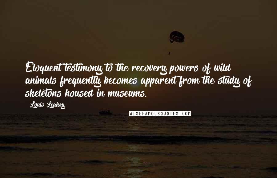 Louis Leakey Quotes: Eloquent testimony to the recovery powers of wild animals frequently becomes apparent from the study of skeletons housed in museums.