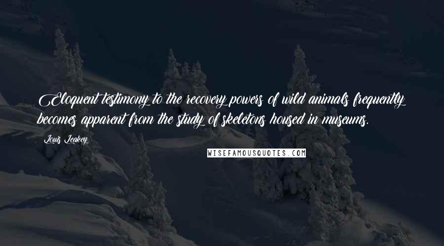 Louis Leakey Quotes: Eloquent testimony to the recovery powers of wild animals frequently becomes apparent from the study of skeletons housed in museums.