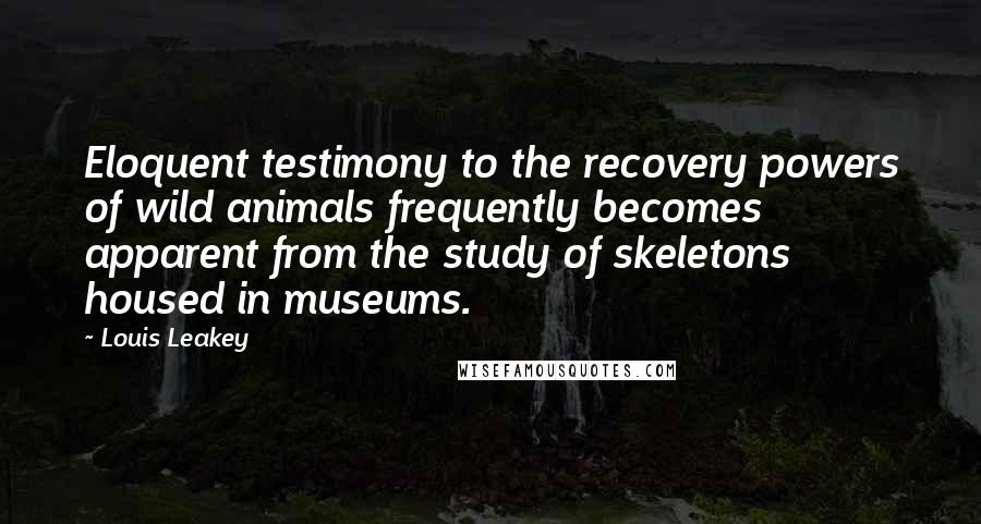 Louis Leakey Quotes: Eloquent testimony to the recovery powers of wild animals frequently becomes apparent from the study of skeletons housed in museums.
