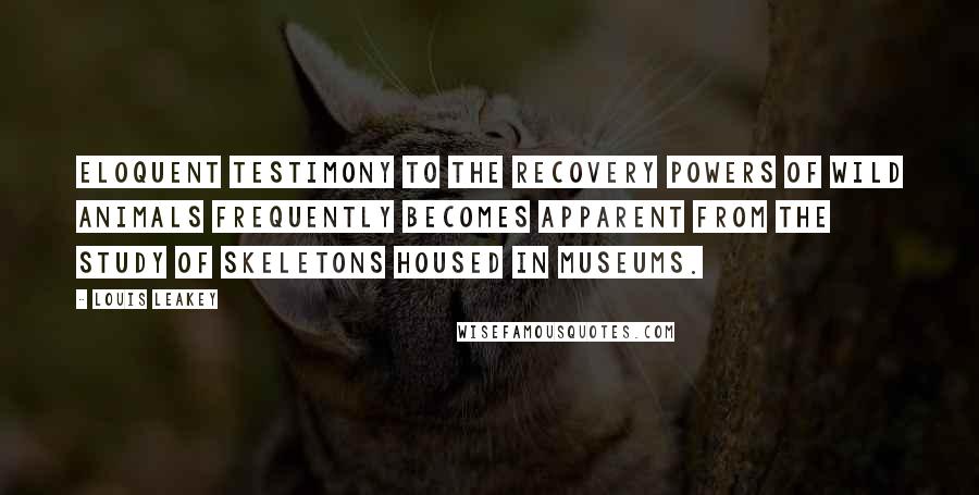 Louis Leakey Quotes: Eloquent testimony to the recovery powers of wild animals frequently becomes apparent from the study of skeletons housed in museums.