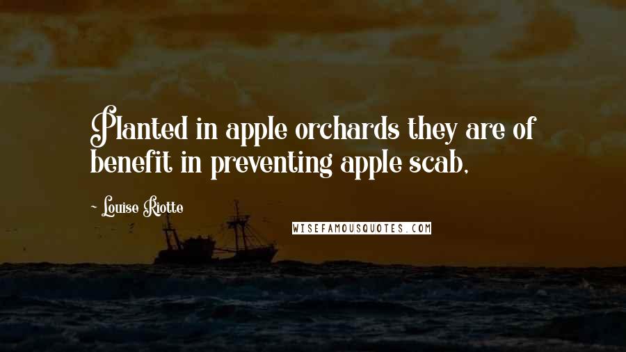 Louise Riotte Quotes: Planted in apple orchards they are of benefit in preventing apple scab,