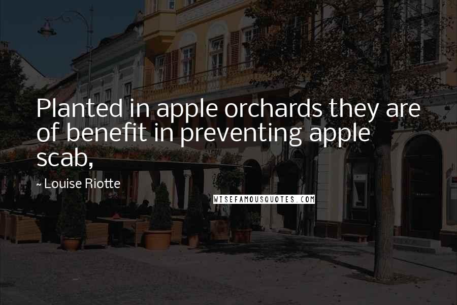 Louise Riotte Quotes: Planted in apple orchards they are of benefit in preventing apple scab,