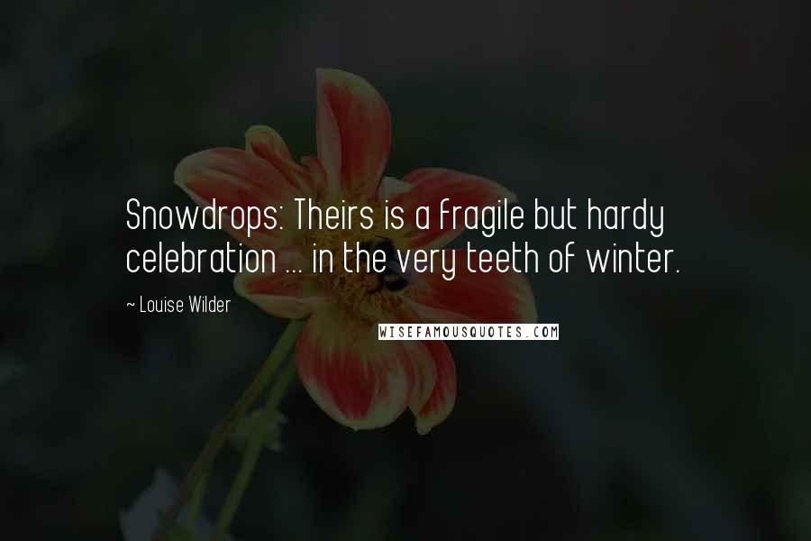 Louise Wilder Quotes: Snowdrops: Theirs is a fragile but hardy celebration ... in the very teeth of winter.