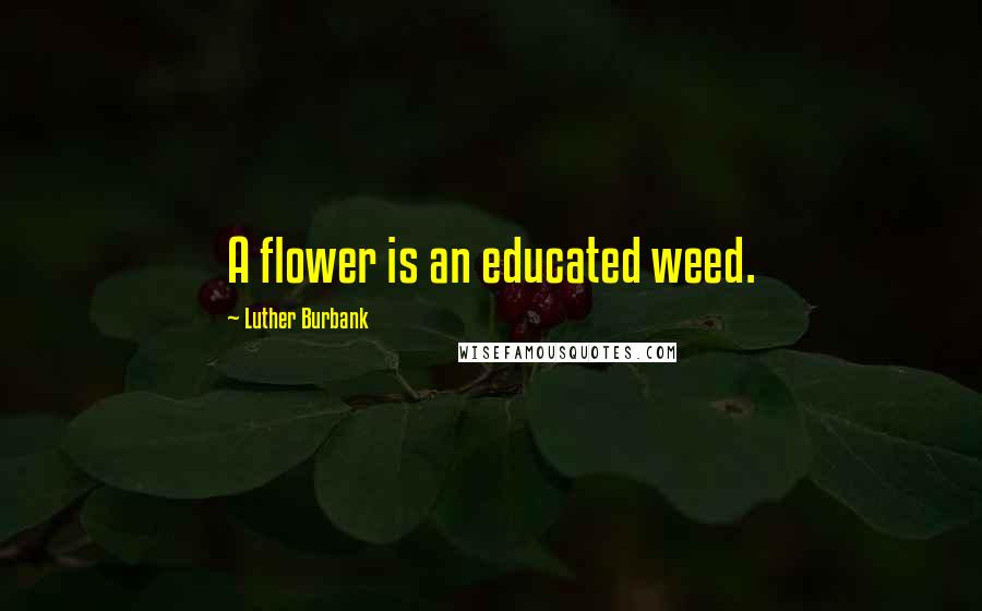 Luther Burbank Quotes: A flower is an educated weed.