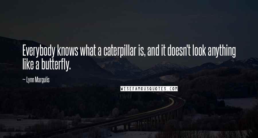 Lynn Margulis Quotes: Everybody knows what a caterpillar is, and it doesn't look anything like a butterfly.