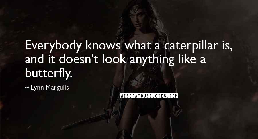 Lynn Margulis Quotes: Everybody knows what a caterpillar is, and it doesn't look anything like a butterfly.