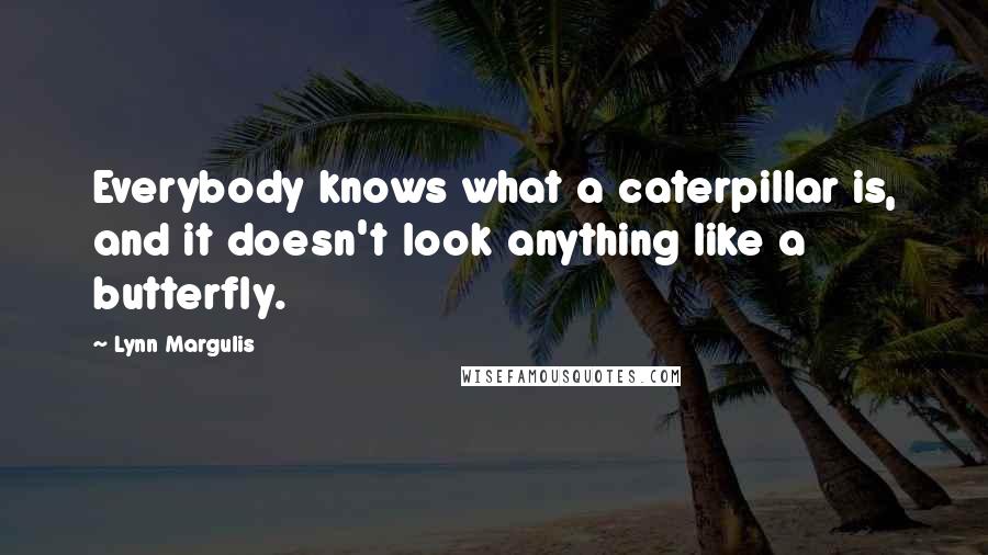 Lynn Margulis Quotes: Everybody knows what a caterpillar is, and it doesn't look anything like a butterfly.