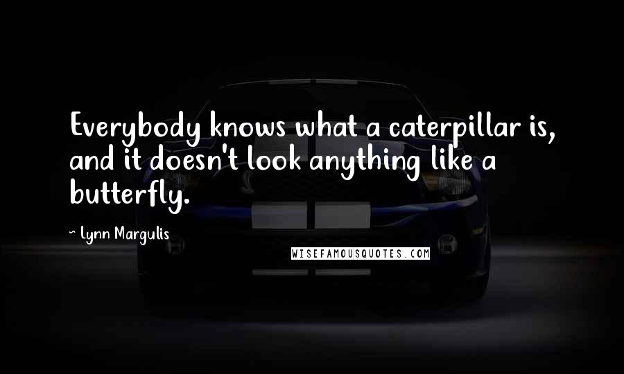 Lynn Margulis Quotes: Everybody knows what a caterpillar is, and it doesn't look anything like a butterfly.