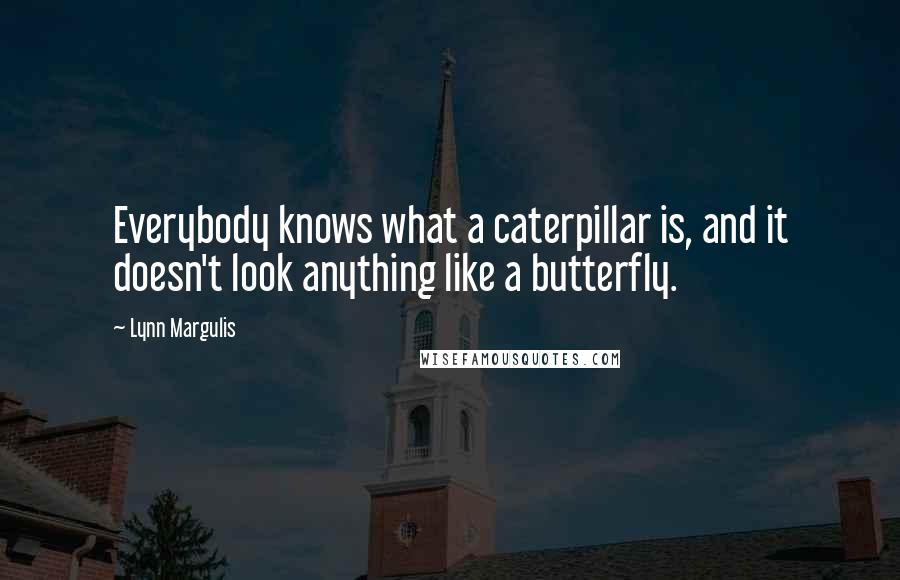 Lynn Margulis Quotes: Everybody knows what a caterpillar is, and it doesn't look anything like a butterfly.