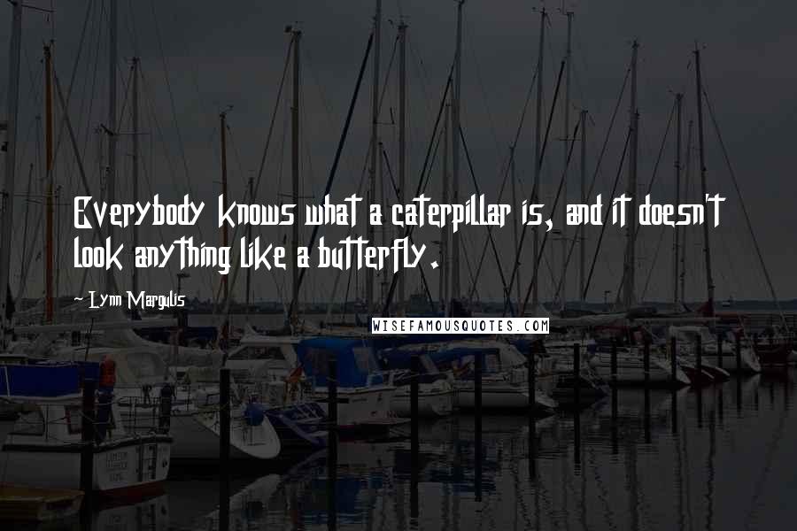 Lynn Margulis Quotes: Everybody knows what a caterpillar is, and it doesn't look anything like a butterfly.