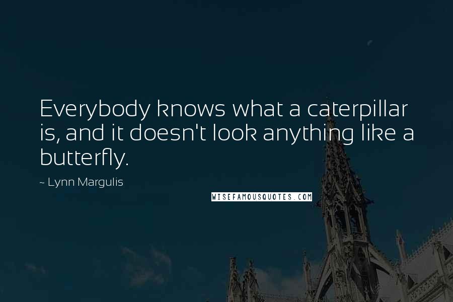 Lynn Margulis Quotes: Everybody knows what a caterpillar is, and it doesn't look anything like a butterfly.