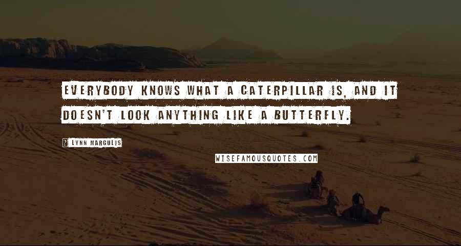 Lynn Margulis Quotes: Everybody knows what a caterpillar is, and it doesn't look anything like a butterfly.