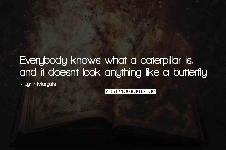 Lynn Margulis Quotes: Everybody knows what a caterpillar is, and it doesn't look anything like a butterfly.