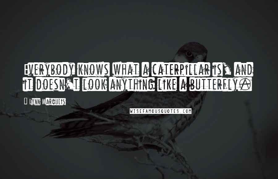 Lynn Margulis Quotes: Everybody knows what a caterpillar is, and it doesn't look anything like a butterfly.