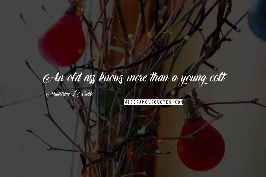 Madeleine L'Engle Quotes: An old ass knows more than a young colt