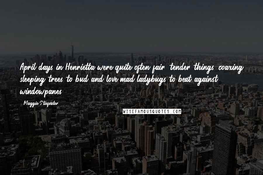 Maggie Stiefvater Quotes: April days in Henrietta were quite often fair, tender things, coaxing sleeping trees to bud and love-mad ladybugs to beat against windowpanes.