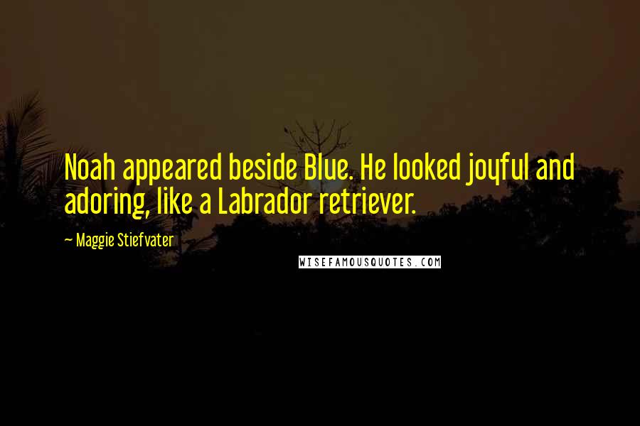 Maggie Stiefvater Quotes: Noah appeared beside Blue. He looked joyful and adoring, like a Labrador retriever.