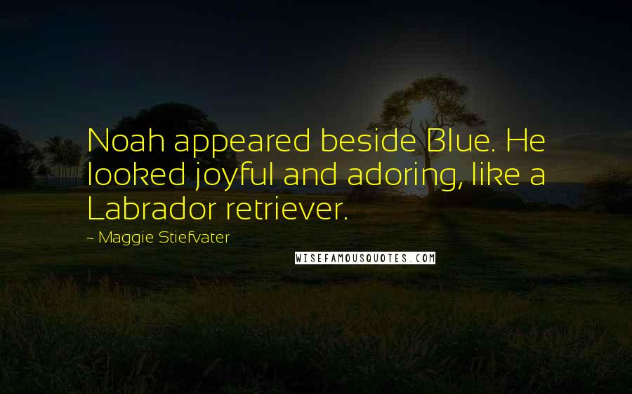 Maggie Stiefvater Quotes: Noah appeared beside Blue. He looked joyful and adoring, like a Labrador retriever.