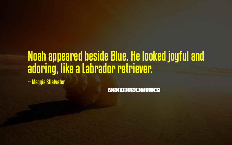 Maggie Stiefvater Quotes: Noah appeared beside Blue. He looked joyful and adoring, like a Labrador retriever.