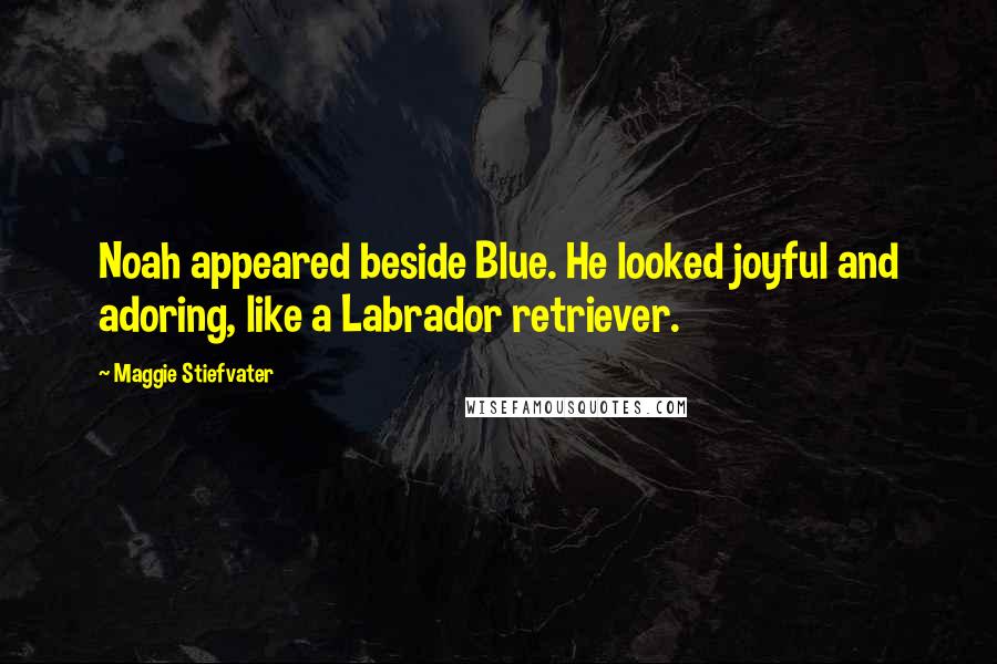 Maggie Stiefvater Quotes: Noah appeared beside Blue. He looked joyful and adoring, like a Labrador retriever.