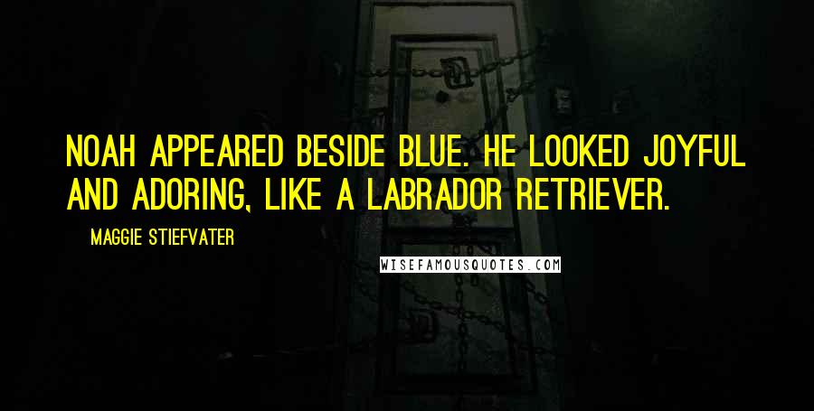 Maggie Stiefvater Quotes: Noah appeared beside Blue. He looked joyful and adoring, like a Labrador retriever.