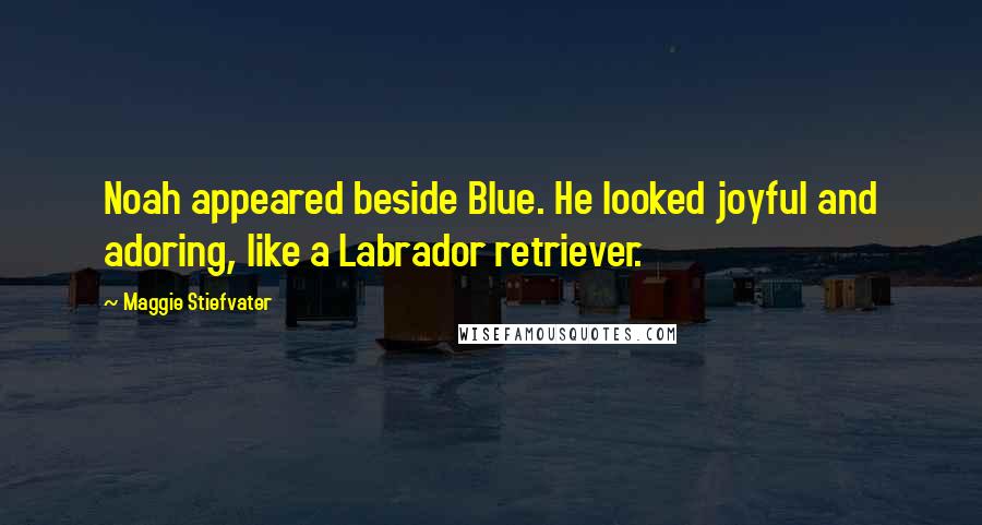 Maggie Stiefvater Quotes: Noah appeared beside Blue. He looked joyful and adoring, like a Labrador retriever.