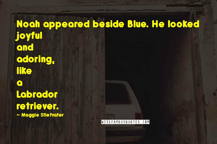 Maggie Stiefvater Quotes: Noah appeared beside Blue. He looked joyful and adoring, like a Labrador retriever.