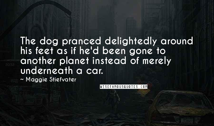 Maggie Stiefvater Quotes: The dog pranced delightedly around his feet as if he'd been gone to another planet instead of merely underneath a car.