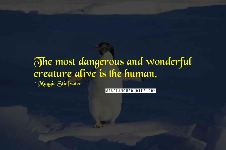 Maggie Stiefvater Quotes: The most dangerous and wonderful creature alive is the human.