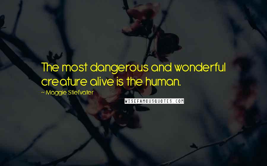 Maggie Stiefvater Quotes: The most dangerous and wonderful creature alive is the human.