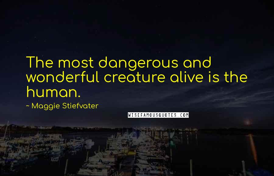 Maggie Stiefvater Quotes: The most dangerous and wonderful creature alive is the human.